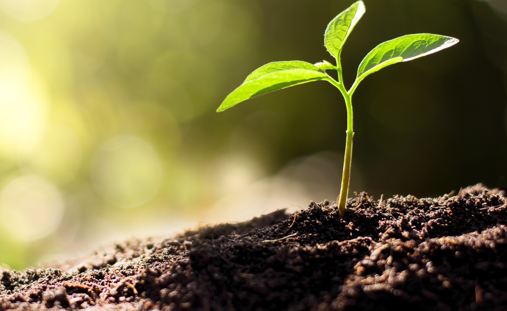 Inoculantes agrícolas: aplicações e vantagens